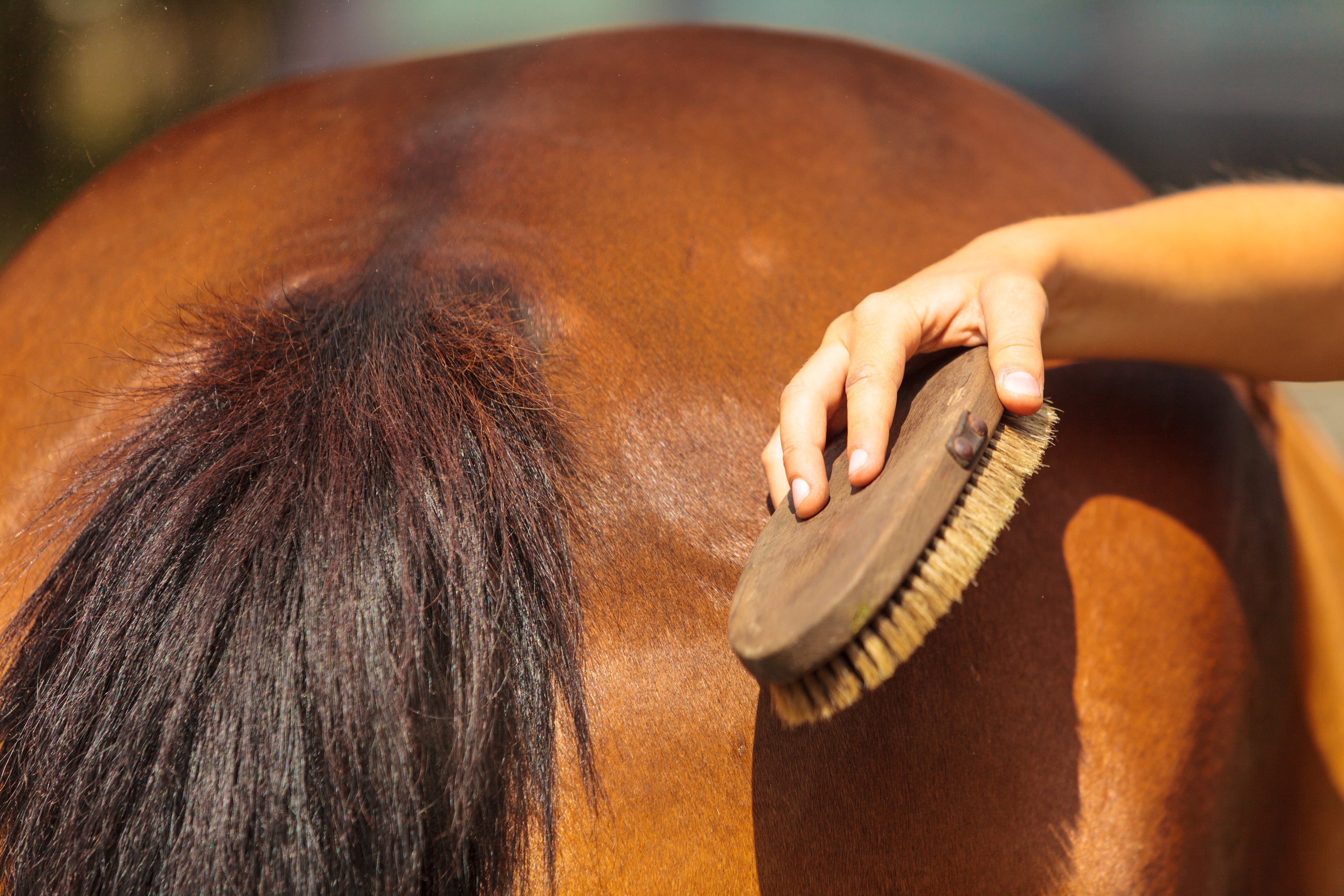 Winter Horse Grooming: Essential Tips for Cold Weather Care