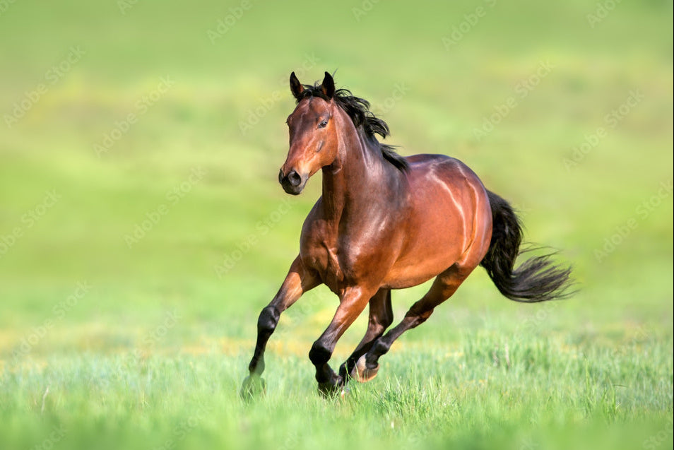 Trust Over Tension: A Guide to Backing and Schooling the Young Horse