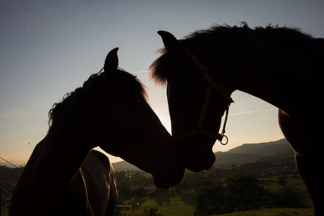 Valentine's Day Gift Guide for Horse Lovers 2026