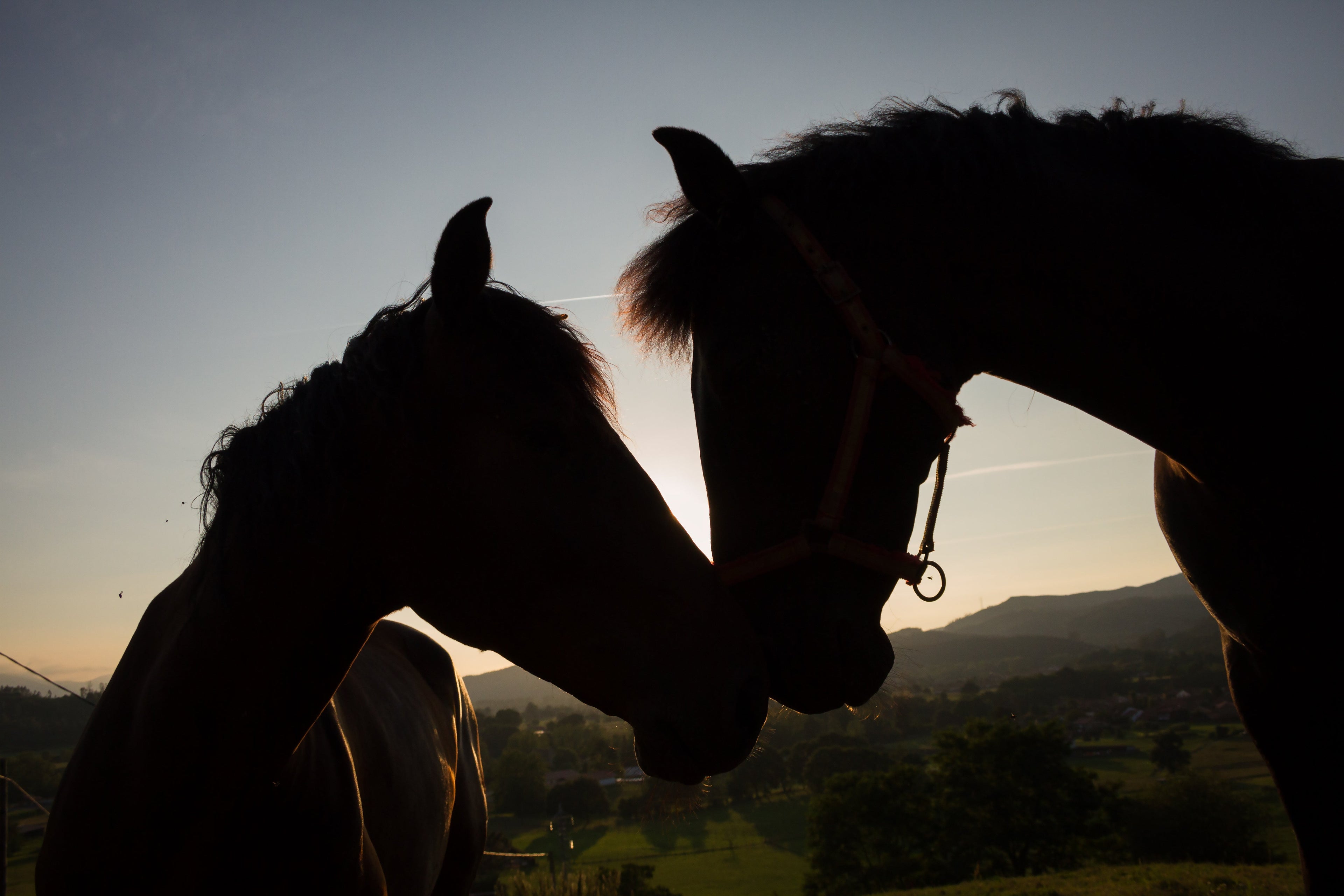 Valentine's Day Gift Guide for Horse Lovers 2026