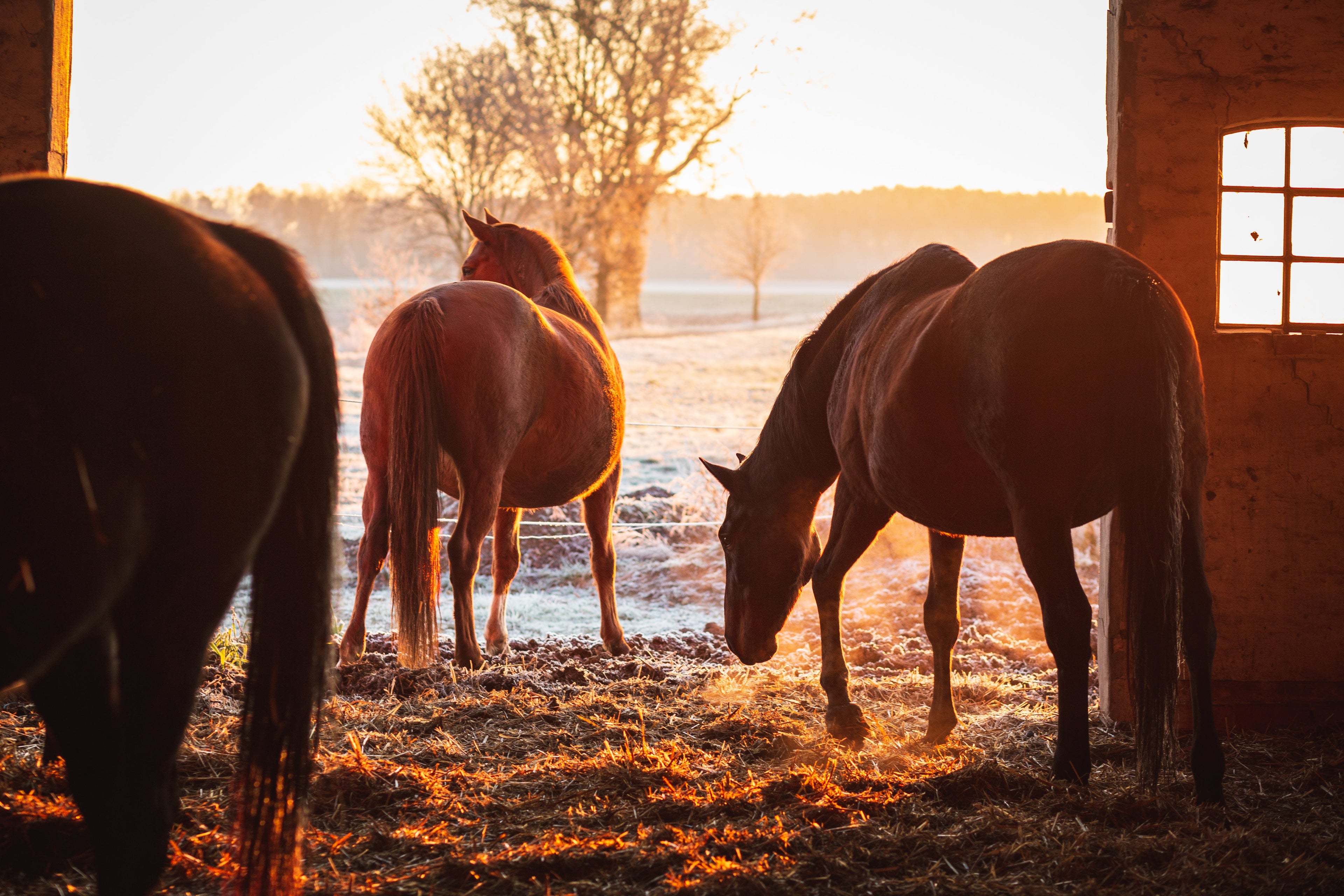 Winter Horse Care Tips: Essential Guide for UK Horse Owners