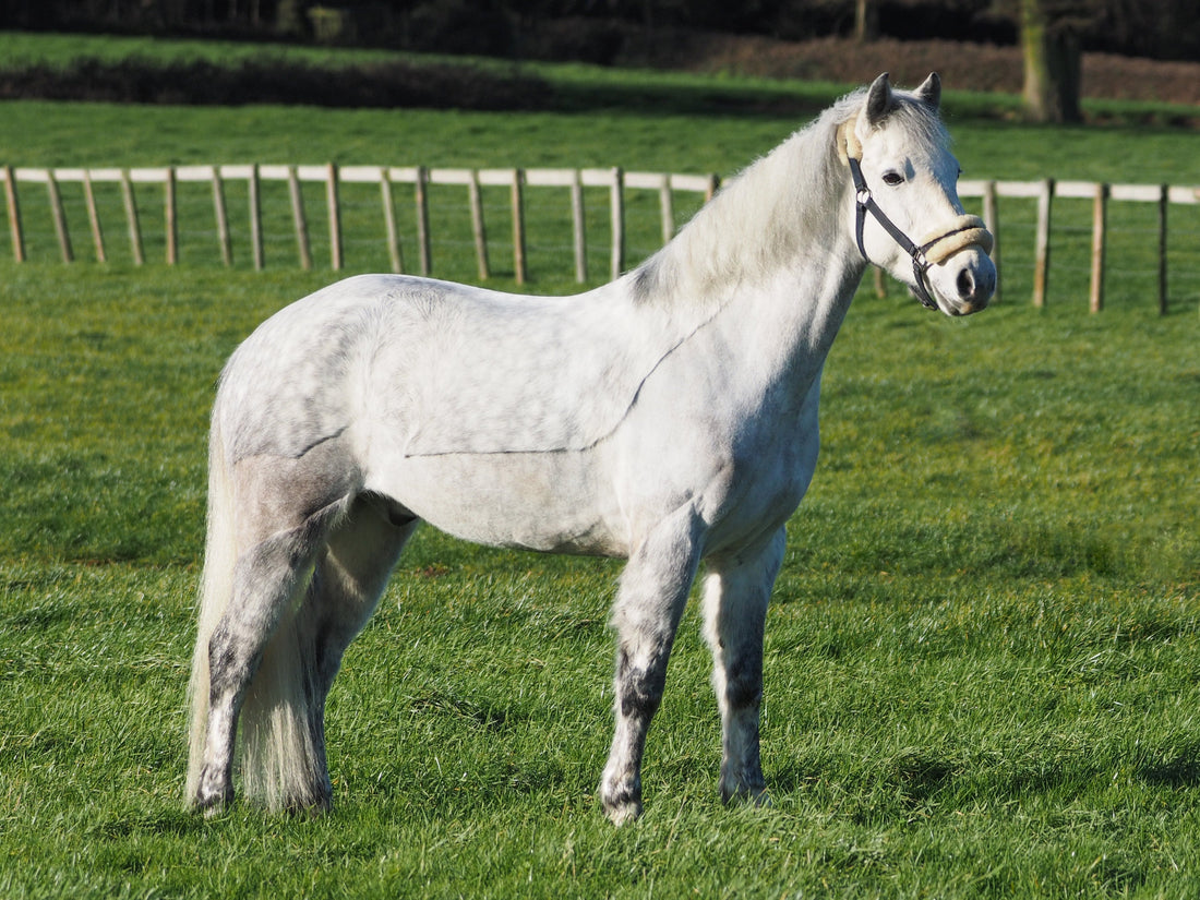 Clipping Your Horse: A Complete Guide for Beginners