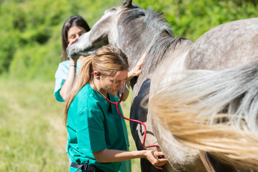 Spring Horse Health Check: What Your Vet Should Examine