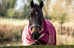 50g Detachable Neck Turnout Rug - Burgundy - VALEQ