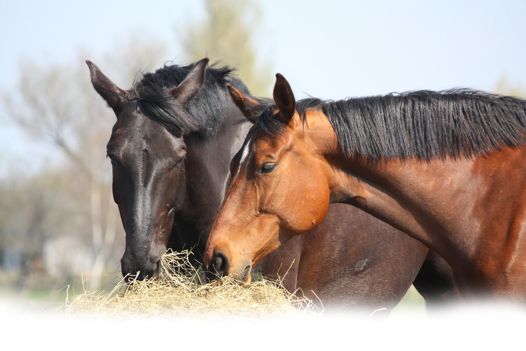 Two horses, one black and one brown, eating hay together.