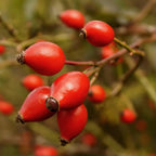 RoseHip Whole Berry Natural Vitamin C Supplement