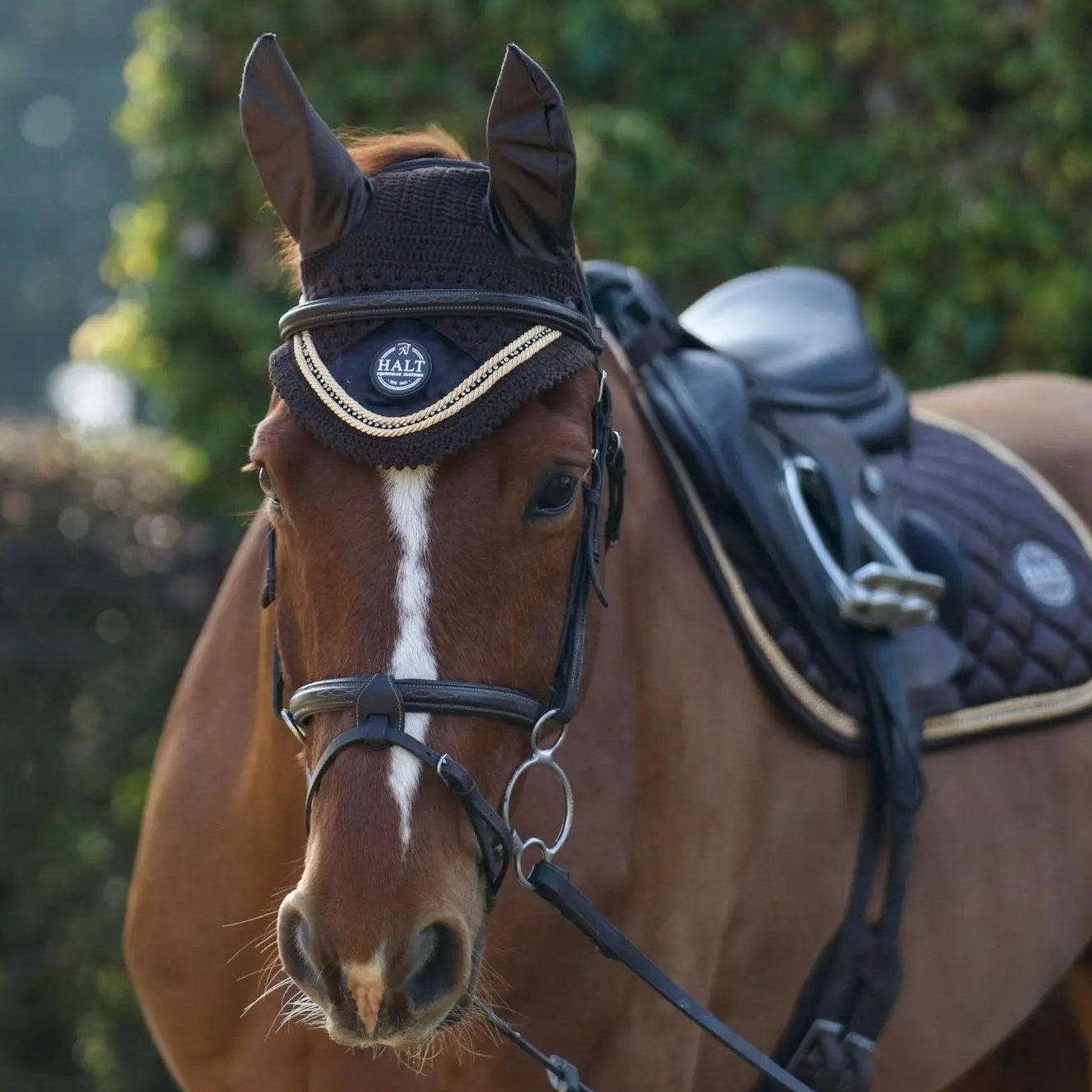 Brown horse with a bridle and saddle in an outdoor setting